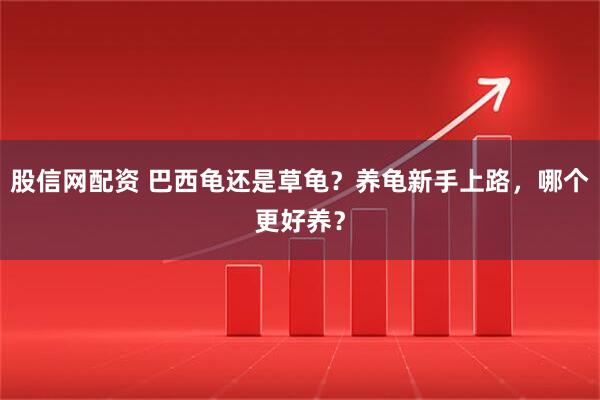 股信网配资 巴西龟还是草龟？养龟新手上路，哪个更好养？